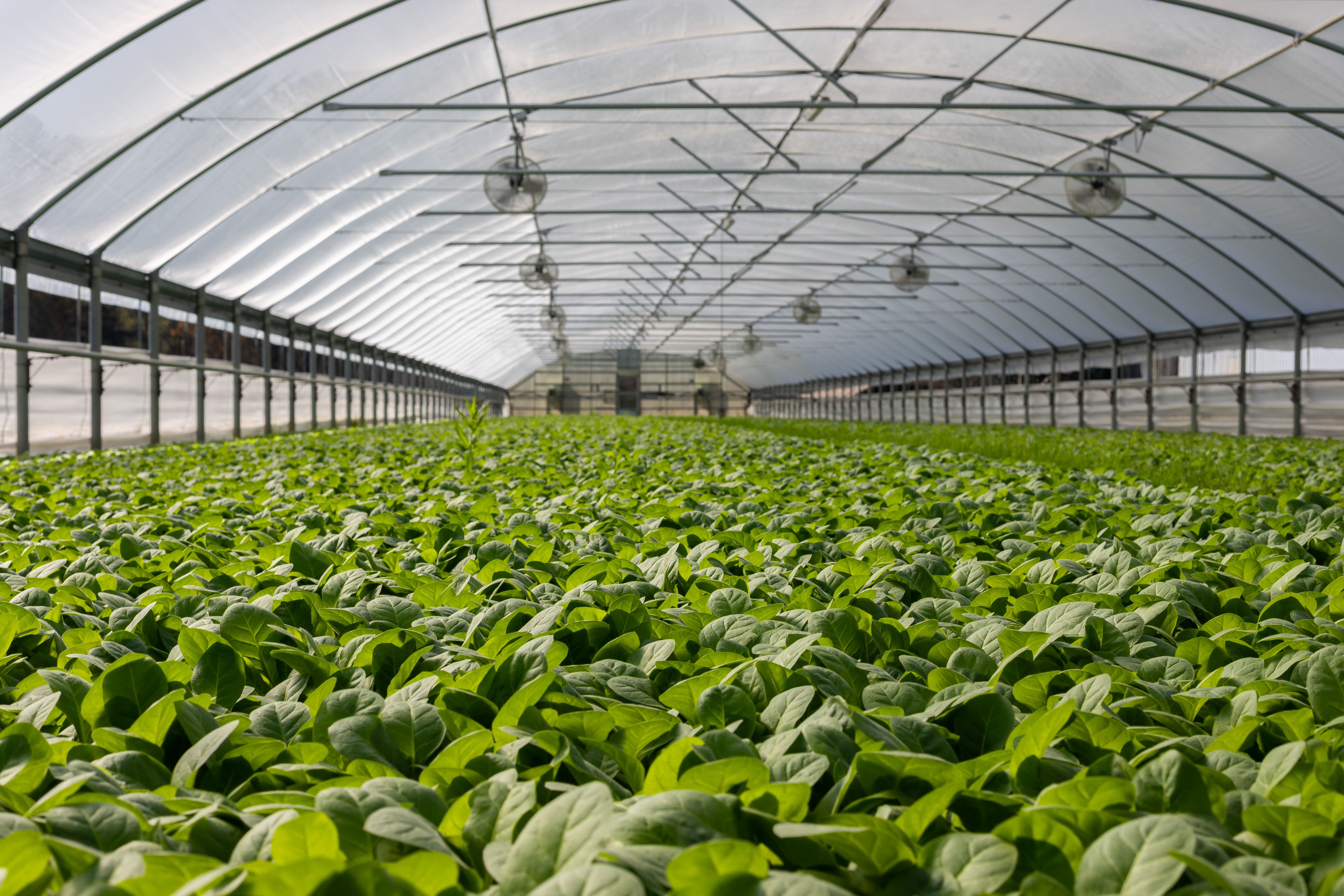 Produtores Rurais e Colheita